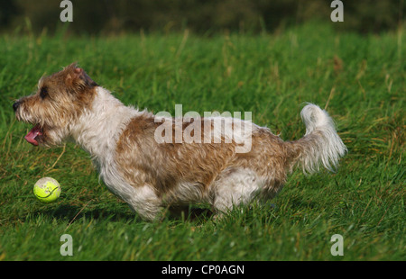 gemischte Rasse Hund (Canis Lupus F. Familiaris), züchten drei Jahre alte Schnauzer Terrier gemischt Hund läuft in Wiese mit Tennisball Stockfoto
