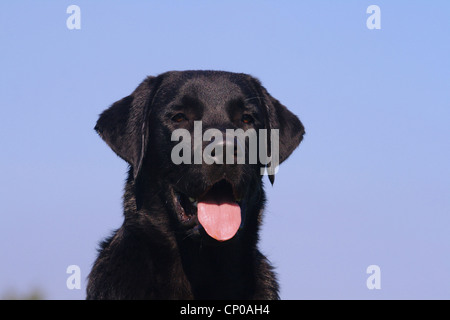 Labrador Retriever (Canis Lupus F. Familiaris), Portrait eines acht Monate alten Individuums Stockfoto