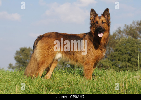 Deutscher Schäferhund (Canis Lupus F. Familiaris), gemischt Schäferhund Rasse Hund stehend auf Wiese Stockfoto