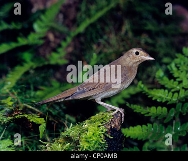 Soor Nachtigall (Luscinia Luscinia), sitzt auf einem Baumstumpf, Deutschland Stockfoto