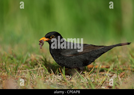 Amsel (Turdus Merula), männliche mit Erde Wurm in der Rechnung, Niederlande, Friesland Stockfoto