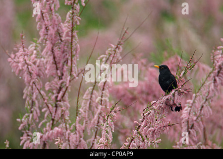 Amsel (Turdus Merula), männliche in blühenden Tamarix, Griechenland Stockfoto