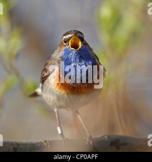 Blaukehlchen (Luscinia Svecica, Cyanosylvia Svecia), Gesang männlich, Niederlande, Friesland Stockfoto