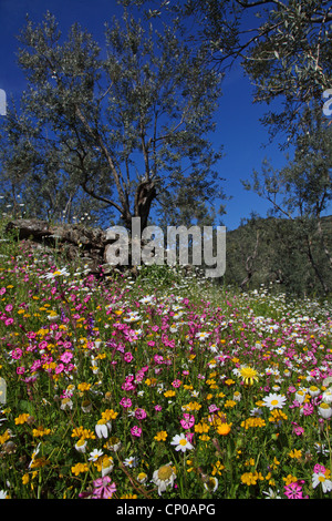 Zwerg, Pink Star, gespaltenen-blättrige Campion (Silene Colorata), Blumenwiese in einem Olivenhain, Griechenland, Lesbos, Ambeliko Stockfoto