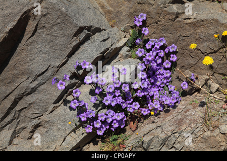 Campanula Lyrata (Campanula Lyrata), wächst in einem Felsspalt, Griechenland, Lesbos Stockfoto