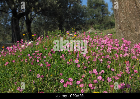 Rosa Zwerg, gespaltenen-blättrige Campion (Silene Colorata), blühen in einem Olivenhain, Griechenland, Lesbos Stockfoto