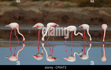 Rosaflamingo (Phoenicopterus Roseus, Phoenicopterus Ruber Roseus), auf den Feed, Spanien, Sanlucar de Barrameda Stockfoto