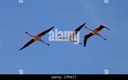 Rosaflamingo (Phoenicopterus Roseus, Phoenicopterus Ruber Roseus), fliegen, Spanien, Sanlucar de Barrameda Stockfoto