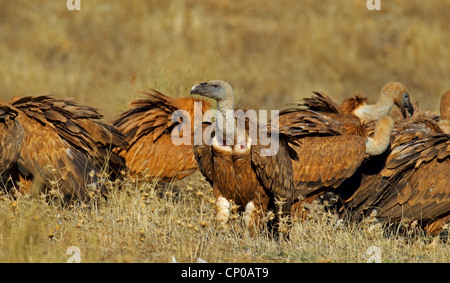 Gänsegeier (abgeschottet Fulvus), Gruppe mit einem Kadaver, Spanien, Extremadura Stockfoto