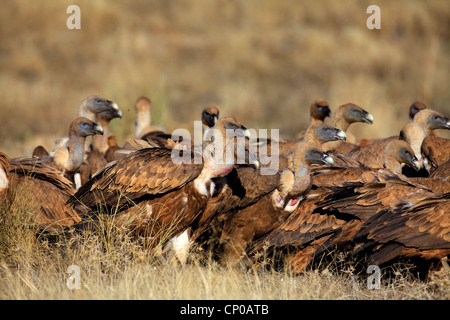 Gänsegeier (abgeschottet Fulvus), Gruppe mit einem Kadaver, Spanien, Extremadura Stockfoto