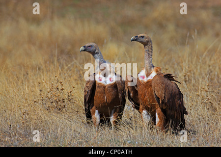 Gänsegeier (abgeschottet Fulvus), zwei Personen sitzen auf dem Boden, Spanien, Extremadura Stockfoto