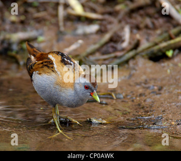 Little Crake (Porzana Parva), männliche auf den Feed, Griechenland, Lesbos Stockfoto