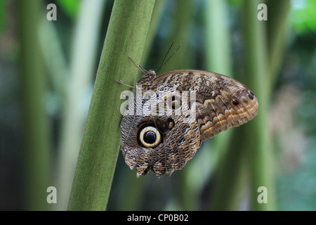 Eine Eule Schmetterling (Caligo Eurilochus) verweilen auf einer Pflanze. Es ist in den Regenwäldern von Mexiko, Mittel- und Südamerika gefunden. Stockfoto