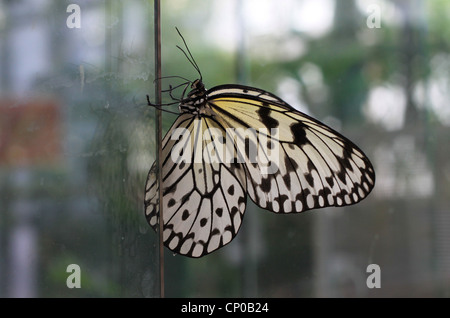 Weißen Baum Nymphe Schmetterling (Idee Leuconoe) auch bekannt als Papier Kite oder Reispapier Verweilen auf einer Glasscheibe. Stockfoto