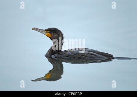 Kormoran (Phalacrocorax Carbo), Schwimmen, Niederlande Stockfoto