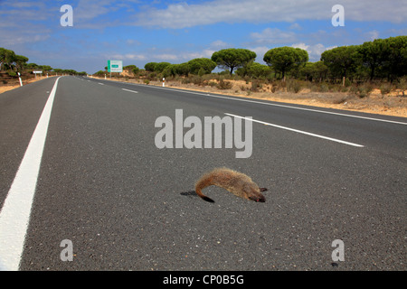 Ägyptischer Mongoose (Herpestes Ichneumon), Roadkill ein Mungo, Spanien, Coto Donana Stockfoto