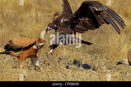 Cinereous Vulture (Aegypius Monachus), Angriff auf Gänsegeier, Spanien, Extremadura Stockfoto