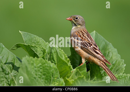 Ammer Ortolan (Emberiza Hortulana), männliche in einem Sonnenblumenfeld, Bulgarien Stockfoto