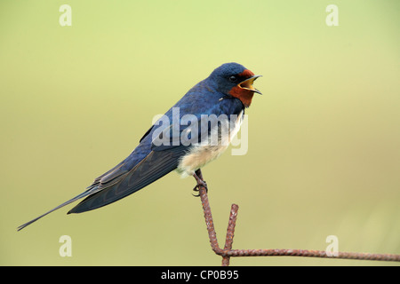 Rauchschwalbe (Hirundo Rustica), singen, Griechenland, Lesbos Stockfoto