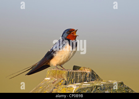 Rauchschwalbe (Hirundo Rustica), sitzt auf einem Zaun singen, Niederlande Stockfoto