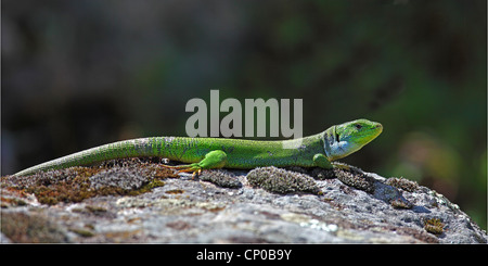 Östlichen Balkan Smaragd-Eidechse (Lacerta Medien, Lacerta Trilineata), Sonnenbaden, Griechenland, Lesbos Stockfoto