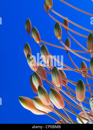 Aloe Laeta Blütenstand Stockfoto