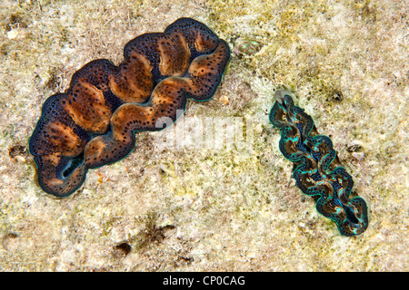 Zwei Jugendliche Riesenmuscheln, Tridacna sp, die in toten Korallen Rock im seichten Wasser wachsen. Stockfoto