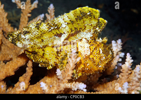 Yellow Leaf Scorpionfish, Taenianotus triacanthus, sitzen in Coral. Auch als Paperfish und Papier Drachenköpfe bekannt Stockfoto