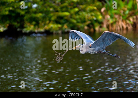 Großer Blaureiher im Flug, der Zweig trägt Stockfoto