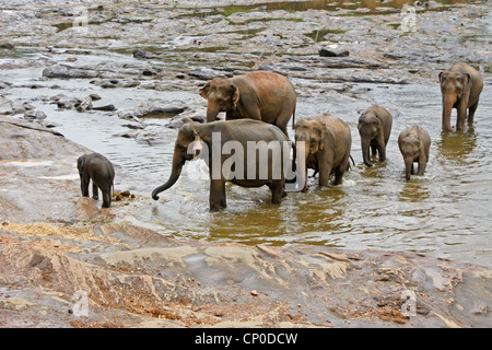 Asiatische Elefanten im Fluss, Pinnawala Elephant Orphanage, Kegalle, Sri Lanka Stockfoto