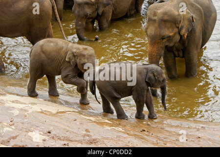 Asiatischer Elefant Waden spielen, Pinnawala Elephant Orphanage, Kegalle, Sri Lanka Stockfoto