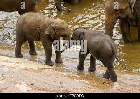 Asiatischer Elefant Waden spielen, Pinnawala Elephant Orphanage, Kegalle, Sri Lanka Stockfoto