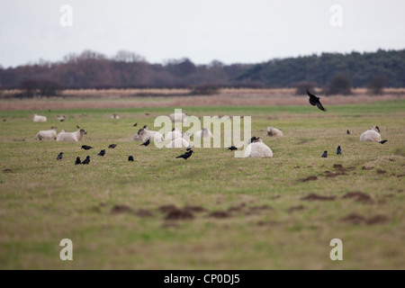 Saatkrähen (Corvus Frugilegus), Fütterung in Schafe weiden. Auf der Suche nach Insektenlarven und anderen Wirbellosen im Boden. Stockfoto