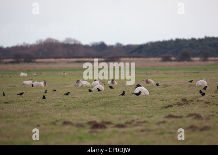 Saatkrähen (Corvus Frugilegus), Fütterung in Schafe weiden. Auf der Suche nach Insektenlarven und anderen Wirbellosen im Boden. Stockfoto