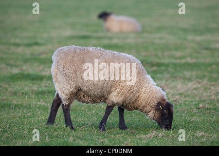 Schafe (Ovis Aries). Suffolk überqueren, auf kurzen Rasen Wiese grasen. Kurze Grasnarbe dieser Länge ist attraktiv für Wildgänse. Stockfoto