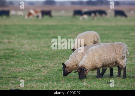 Schafe (Ovis Aries). Suffolk überqueren, auf kurzen Rasen Wiese grasen. Kurzen Rasen dieser Länge ist attraktiv für Wildgänse. Stockfoto