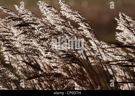 Gemeinsame oder Norfolk Schilfrohr (Phragmites Communis). Samenkorn-Köpfe oder Rispen. In den Wind geblasen, Hintergrundbeleuchtung am Abend die untergehende Sonne. Stockfoto