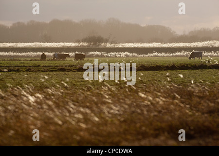 Rinder grasen auf ökologisch sensible Feuchtgebiet verwaltet. ESA. Hickling, Norfolk. Schilf (Phragmites sp.) Stockfoto