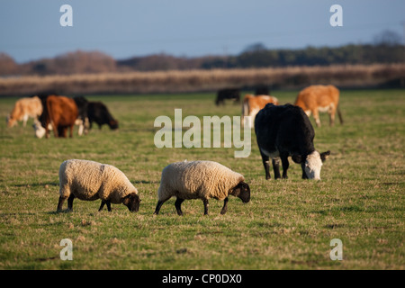 Schafe (Ovis Aries) und Vieh (Bos Taurus), auf kurze Grasnarbe Grünland. Diese Länge ist attraktiv für Wildgänse. Stockfoto