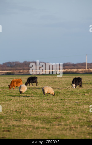 Schafe (Ovis Aries) und Vieh (Bos Taurus), auf kurze Grasnarbe Grünland. Diese Länge ist attraktiv für Wildgänse. Norfolk. Stockfoto