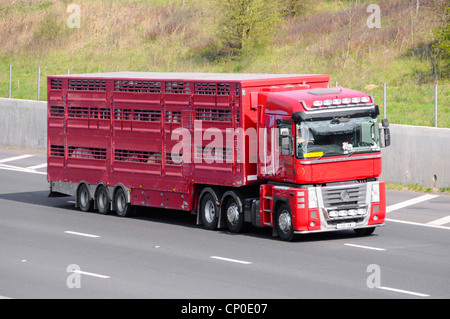 Viehtransporte in Sattelanhängern England UK Stockfoto