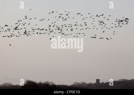 Pink-footed Gänse (Anser Brachyrhynchus). Gestört, Waxham überfliegen. Norfolk. Stockfoto