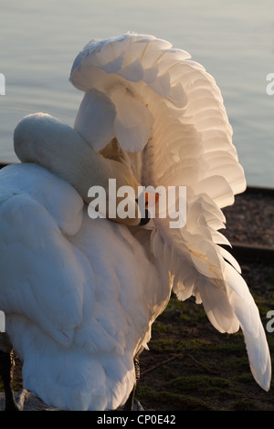 Höckerschwan (Cygnus Olor). Unter dem rechten Flügel putzen. Stockfoto