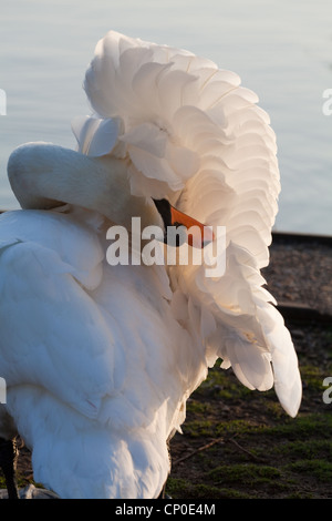 Höckerschwan (Cygnus Olor). Unter dem rechten Flügel putzen. Stockfoto