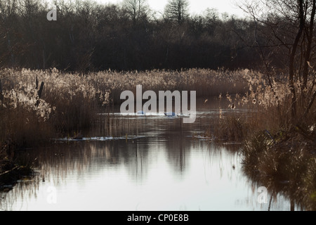 Höckerschwäne (Cygnus olor). Paar Beschickung von Open Water, zwischen Schilf (Phragmites. sp). März. Breite Calthorpe, Norfolk. Stockfoto