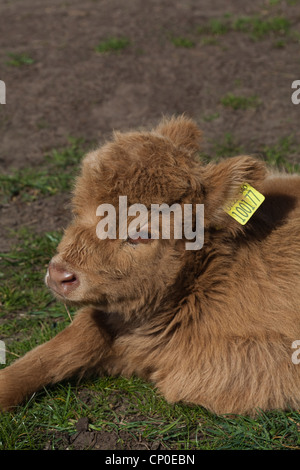 Highland-Kalb (Bos Taurus). Tags in beiden Ohren. Gesetzlich vorgeschrieben, die Rückverfolgbarkeit von Tieren während des gesamten Lebens Metzger erlaubt Stockfoto