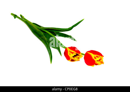 zwei Blumen sind rot gelbe Tulpen Stockfoto