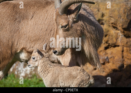 Mähnenspringer oder Aoudad (Ammotragus Lervia)). EWE oder weiblichen Lamm oder junge von Duft zu identifizieren. Stockfoto