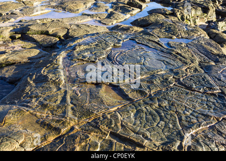 Basaltfelsen vermehren sich entlang der Sunshine Coast in Queensland, Australien, in Anspielung auf die heftige vulkanische Vergangenheit dieser Gegend. Stockfoto