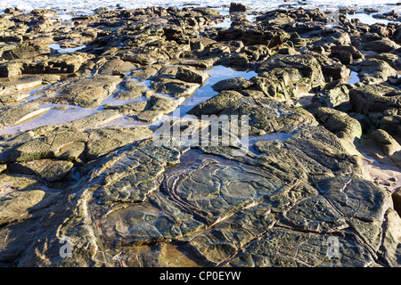 Basaltfelsen vermehren sich entlang der Sunshine Coast in Queensland, Australien, in Anspielung auf die heftige vulkanische Vergangenheit dieser Gegend. Stockfoto